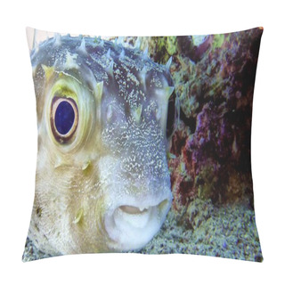 Personality  Bloated Puffer Fish Pillow Covers