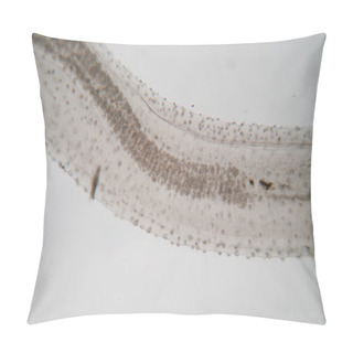 Personality  The Study Parasite Or Worms Is A Freshwater Fish Parasite In Laboratory For Education. Pillow Covers