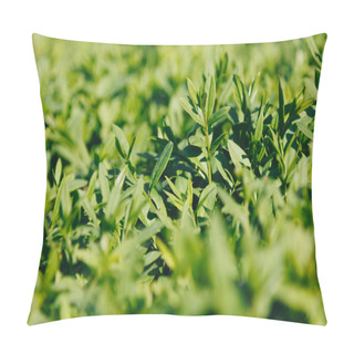 Personality  Macro Shot Of Beautiful Green Leaves Pillow Covers