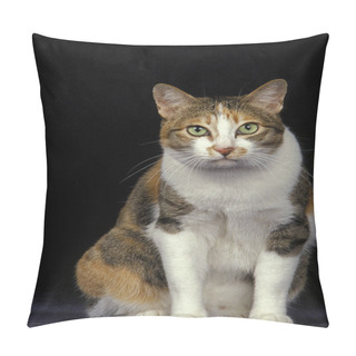 Personality  Japanese Bobtail Domestic Cat, Adult Sitting Against Black Background   Pillow Covers
