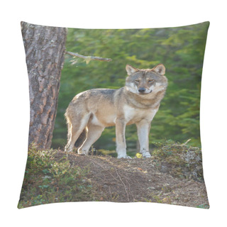 Personality  Grey Wolf In A Setting With Autumn Colors Pillow Covers