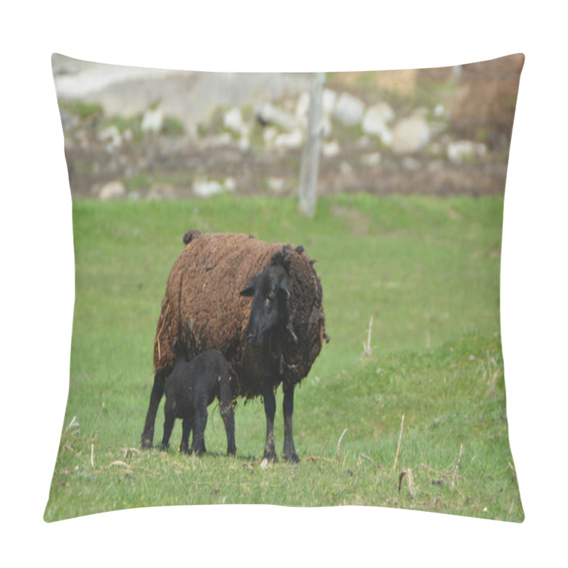 Personality  Black sheep with baby lamb pillow covers