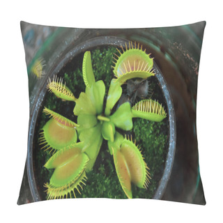 Personality  Potted Venus Fly Trap Pillow Covers
