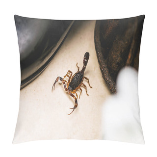 Personality  Scorpion Indoors By The Garden. Poisonous Animal In The Home Interior. Careful, Need For Detection. Pillow Covers