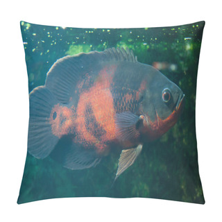 Personality  Oscar Fish (Astronotus Ocellatus). Pillow Covers