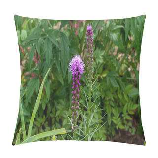 Personality  The Dense Blazing Star (Liatris Spicata) Or Prairie Feather. Herbaceous Perennial Flowering Plant Native To Eastern North America  Pillow Covers