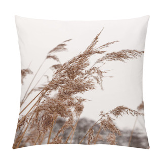 Personality  Reeds Outside With White Sky Snow Background Nature Winter Close Up Pillow Covers