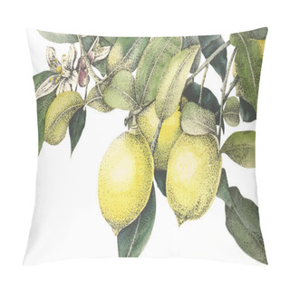 Personality  Watercolor Lemons Vector Pillow Covers