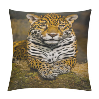Personality  Jaguar Cubs Pillow Covers