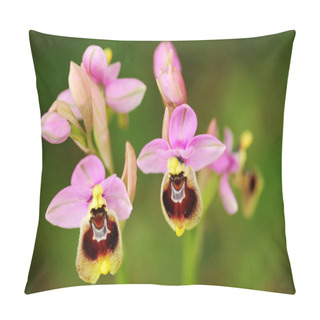 Personality  Ophrys Tenthredinifera, Sawfly Orchid, Gargano In Italy. Flowering European Terrestrial Wild Orchid, Nature Habitat. Beautiful Detail Of Bloom, Spring Scene From Europe. Wild Flower On Green Meadow. Pillow Covers
