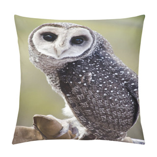 Personality  Sooty Owl Close Up Pillow Covers