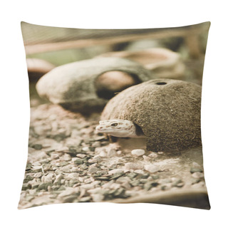 Personality  Selective Focus Of Lizard Near Coconut Shell And Stones  Pillow Covers