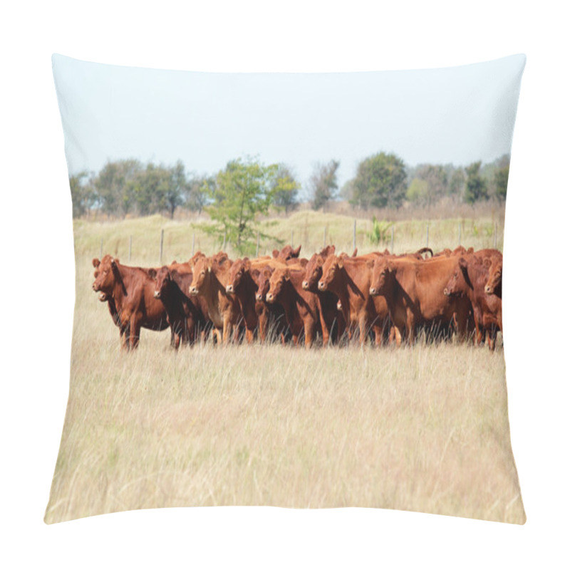 Personality  Red Angus Cattle Pillow Covers
