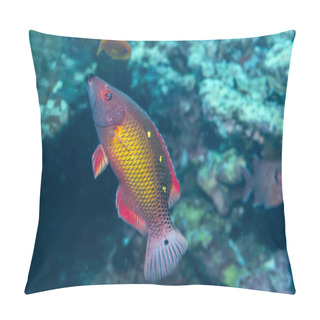 Personality  Vibrant Dianas Hogfish Exploring The Colorful Coral Reef Of The Red Sea. Underwater Beauty Of Marine Life. Pillow Covers