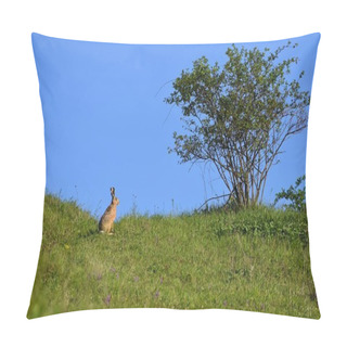 Personality  Hare - Bunny And Tree. Spring Natural Background With Animal. Pillow Covers
