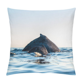 Personality  Back Of Humpback Whale Mother And Baby Cub. Humpback Whale Swimming In The Pacific Ocean. Back Of The Whale On The Surface Of The Ocean. Diving In The Deep Pillow Covers