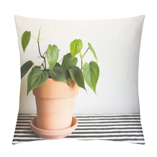 Personality  Front View Of House Plant With Heart Shape Leaves In Clay Flower Pot On Table With Black And White Stripe Cloth And White Background. Green Philodendron Hederaceum Plant In Pot. Pillow Covers