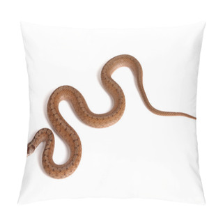 Personality  Northern Brown Snake On A White Background Pillow Covers
