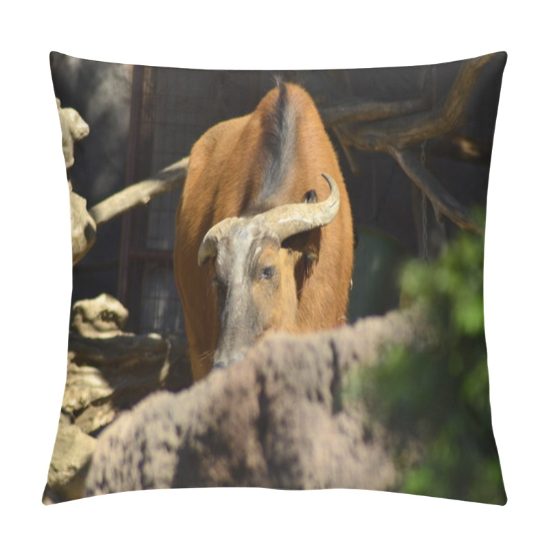 Personality  African Forest Buffalo pillow covers