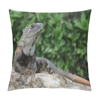 Personality  Black Iguana Leaning On A Dead Coral Pillow Covers