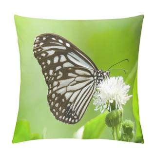 Personality  Milkweed Butterfly Pillow Covers