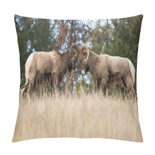 Personality  Bighorn Rams During Rutting Season Pillow Covers
