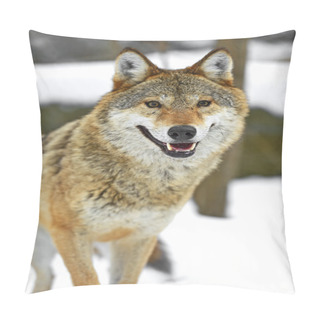 Personality  Gray Wolf Pillow Covers
