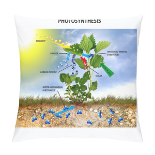 Personality  Photosynthesis Pillow Covers