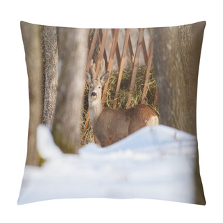 Personality  Young Roe Deer Buck Walking In Spring Forest In Sunny Day Pillow Covers