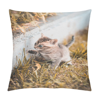 Personality  Baby Kitten Playing In Garden Pillow Covers