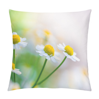 Personality  Chamomile Flowers On Field At Sunrise Pillow Covers