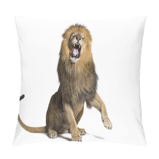 Personality  Lion Sitting Pulling A Face, Looking At The Camera And Showing Its Teeth With A Raised Paw, Isolated On White Pillow Covers