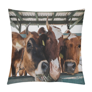 Personality  Close Up View Of Domestic Beautiful Cows Eating Hay In Stall At Farm Pillow Covers