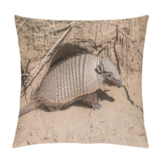 Personality  Hairy (Chaetophractus Villosus) , Patagonia Argentina Pillow Covers