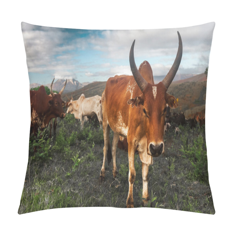 Personality  Zebu Cows On A Meadow Pillow Covers