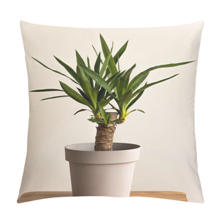 Personality  Yucca Cane Plant Close-up In A Pot On A White Background. Yucca Transplant At Home. Pillow Covers