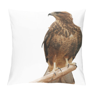 Personality  Falcon Pillow Covers