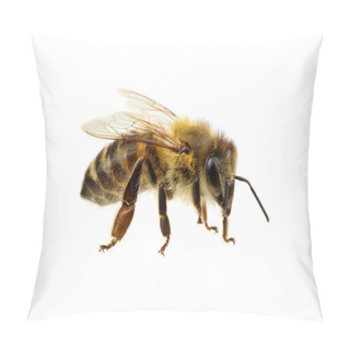 Personality  Bee Isolated On The White Pillow Covers