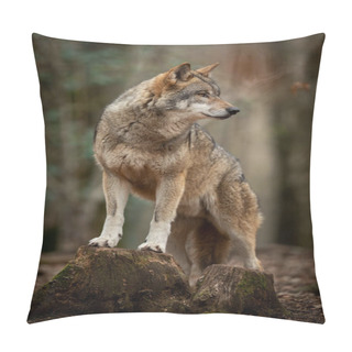 Personality  Grey Wolf In The Forest During The Spring Pillow Covers