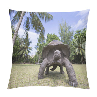 Personality  Aldabra Giant Tortoise In Seychelles Pillow Covers