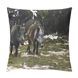 Personality  Wild Boar. Forest Nature Habitat Background. Pillow Covers