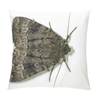 Personality  Macro Photo Of The Svensson's Copper Underwing Moth Pillow Covers