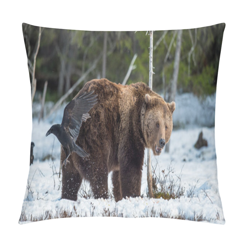 Personality  adult male Brown Bear pillow covers