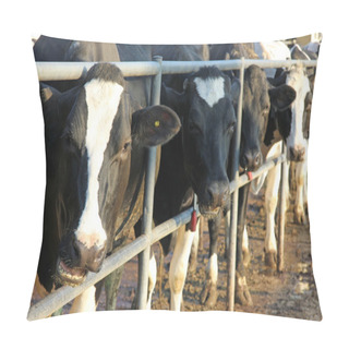 Personality  Cows In The Dairy Farm Pillow Covers