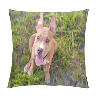 Personality  Pitbull Terrier Puppy Copper Tan Color Sitting And Looking Up In A Grassy Lawn At Bright Sunset Pillow Covers