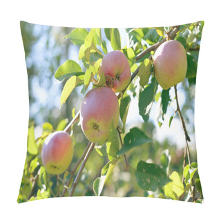 Personality  Ripe Red,green And Yellow Apples With Leaves On Apple Tree Branch Pillow Covers