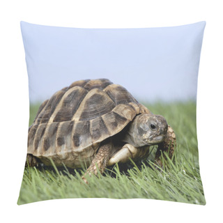 Personality  Turtle On Grass Against A Blue Sky Pillow Covers