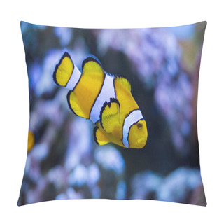 Personality  Ocellaris Clownfish, Amphiprion Ocellaris, Also Known As The False Percula Clownfish Or Common Clownfish Pillow Covers