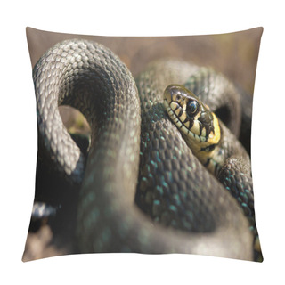 Personality  Grass-snake Pillow Covers
