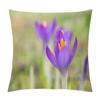 Personality  Wild Purple Crocus In Spring Pillow Covers